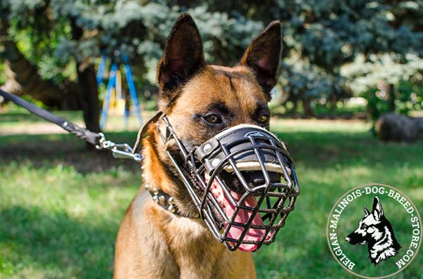 Belgian Malinois wire basket muzzle for air circulation with traditional buckle for quality control