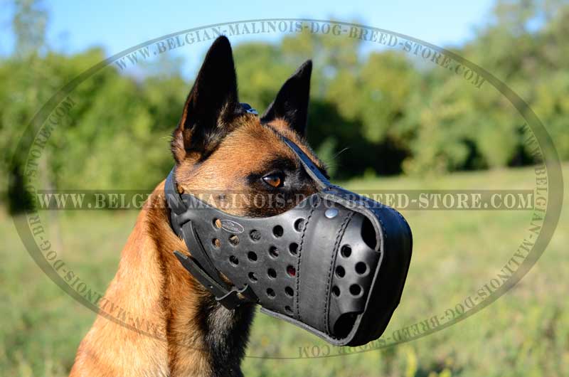 belgian malinois muzzle