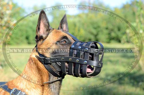 Malinois Leather Muzzle