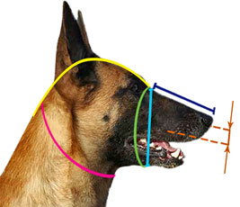 How to measure your dog