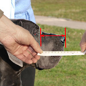 How to measure your Belgian Malinois