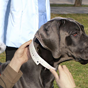 How to measure your dog's neck circumference