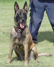 Tracking Leather Harness for Belgian Malinois
